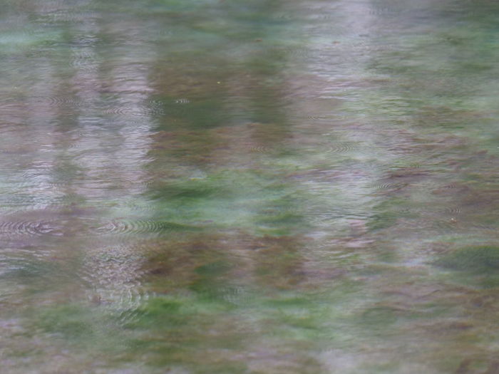 Reflection of trees in water