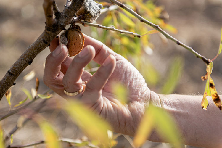 Close up of male farmer hand picking an almond from a tree.