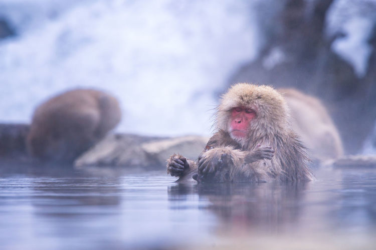 Travel asia. japanese snow monkeys carrying babies and bathe in the onsen in the hot water 