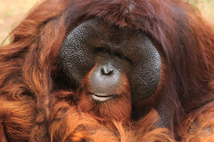 Close-up of a monkey