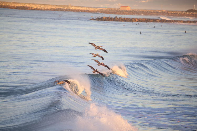 Scenic view of birds flying over sea