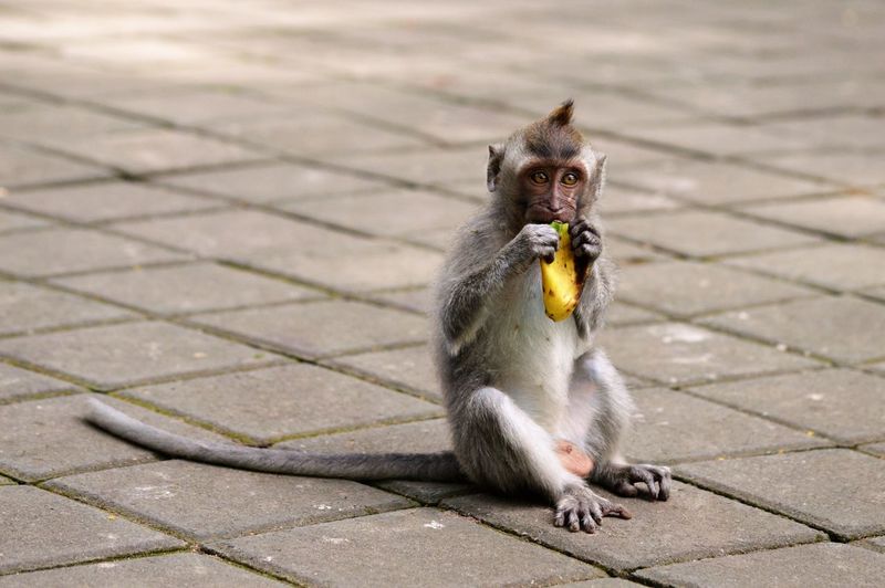 Portrait of monkey eating food