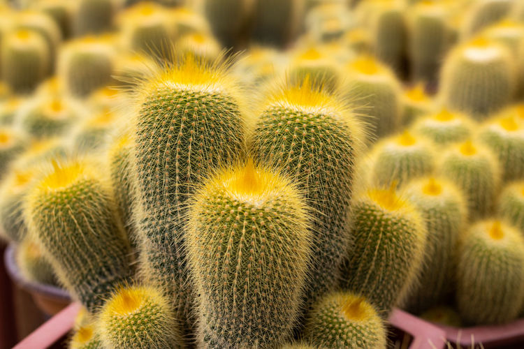 Close-up of yellow cactus. selective focus.