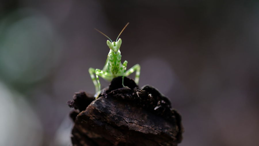 Close-up of a mantis