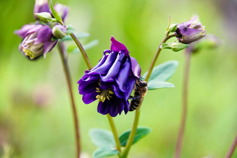 Close-up of purple aquilegia