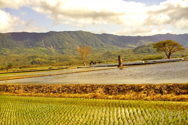 agriculture