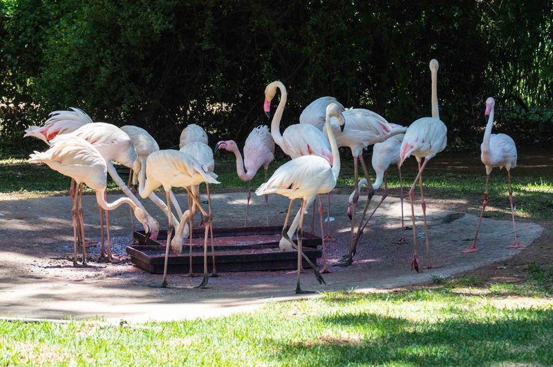 Flock of flamingoes at park