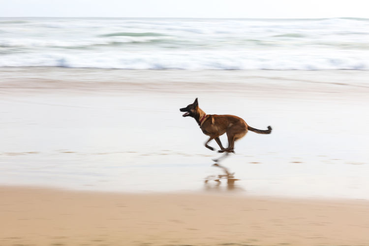 Side view of dog running at beach