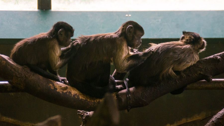 Monkeys sitting on branch in zoo