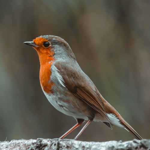 Robin on a stone wall in front of a blurred background.