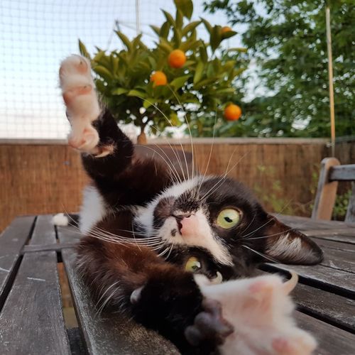 Portrait of cat stretching in balcony