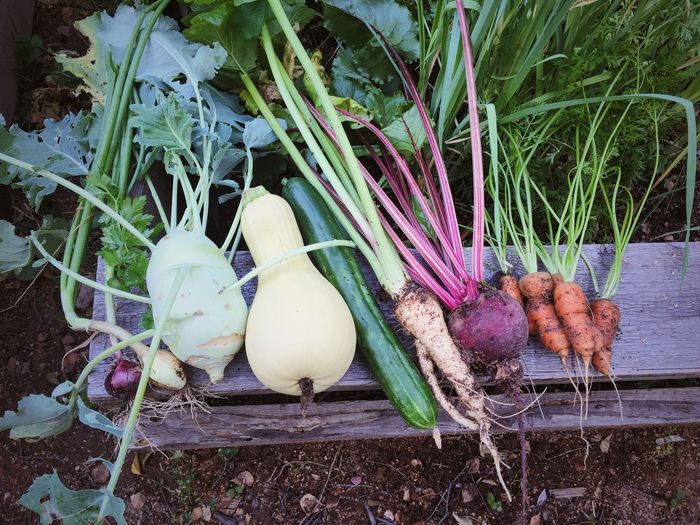 Close-up of harvested vegetables
