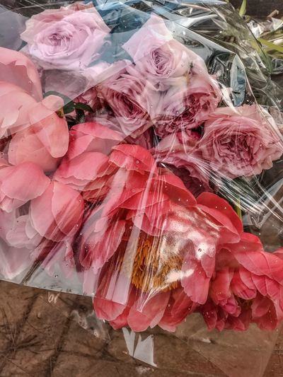 High angle view of pink roses for sale
