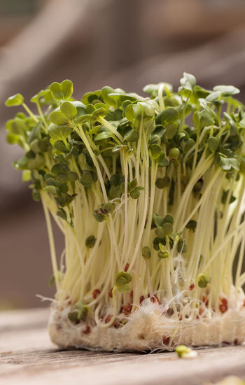 Close-up of sprouts on table