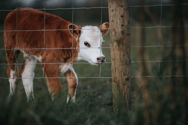 Calf in a fence