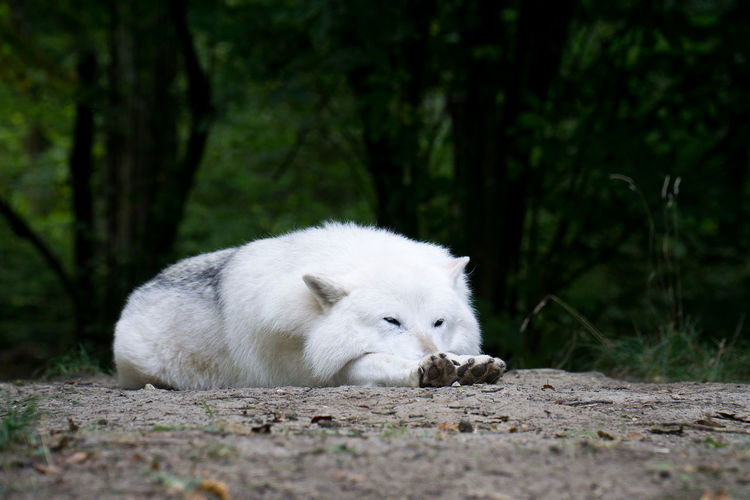 White dog lying on land