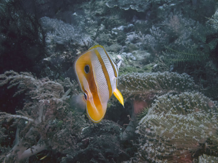 A copperband butterflyfish