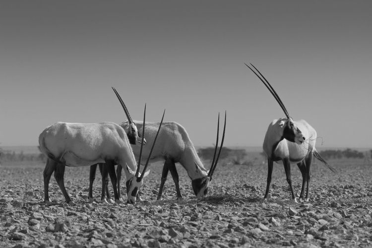 Arabian oryx 3