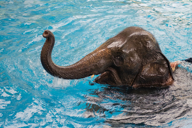 Baby elephant playing in water