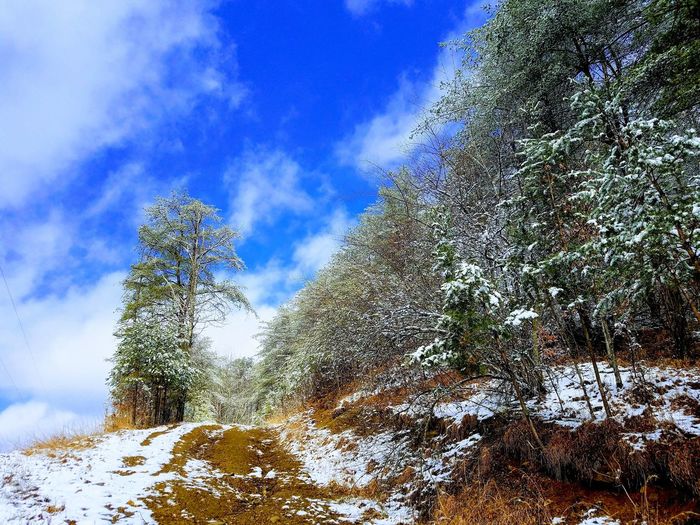 Low angle view of trees on snow covered landscape