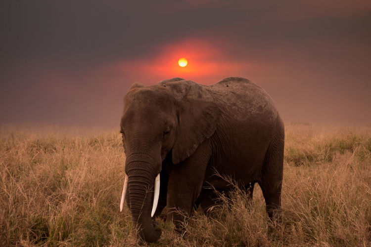 Elephant standing on field against sky during sunset