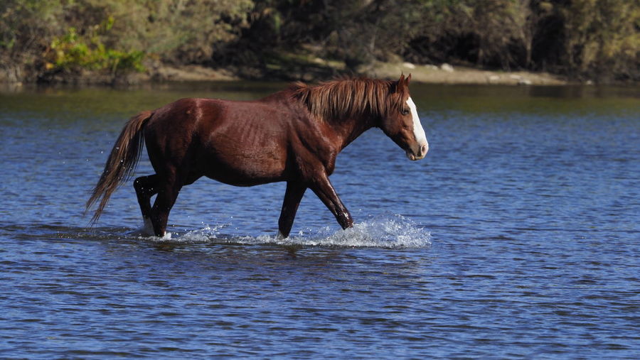 Horse standing in a lake