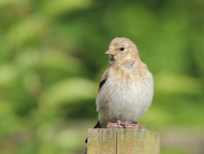 Close-up of gold finch perching on wooden post