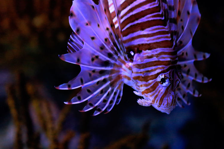 Close-up of purple lionfish in aquarium