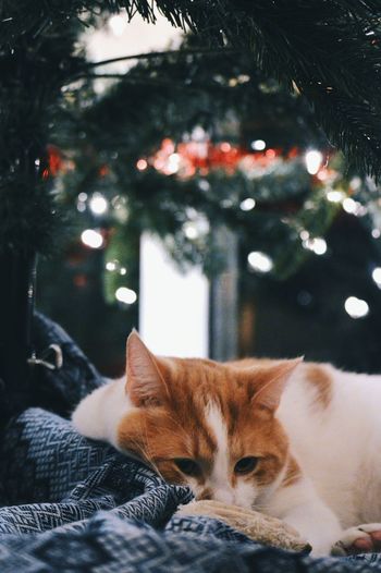 Close-up of cat on relaxing underneath christmas tree