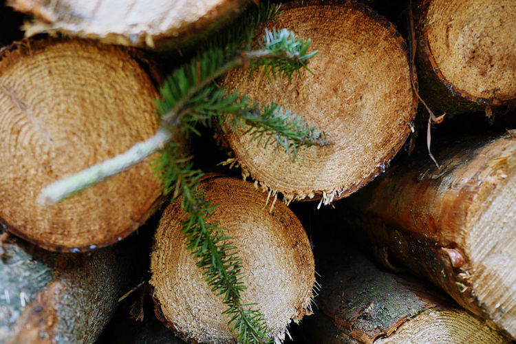 Close-up of straw