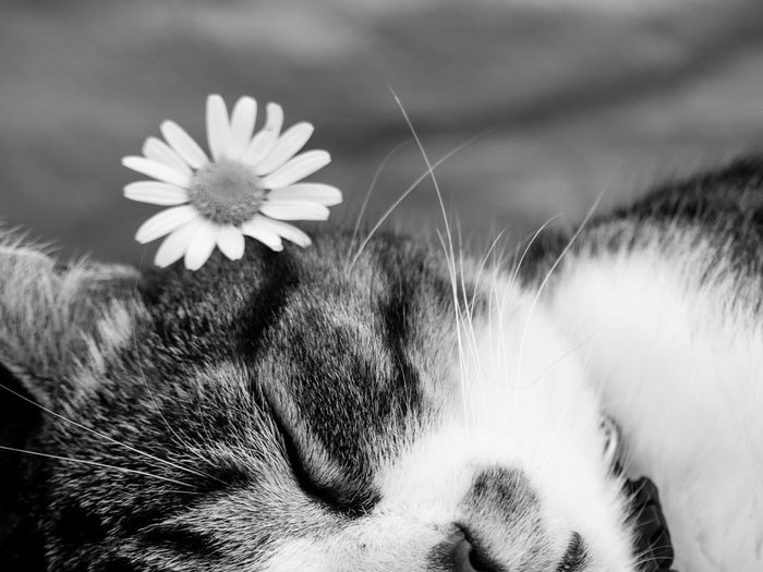 Close-up of a cat with flower