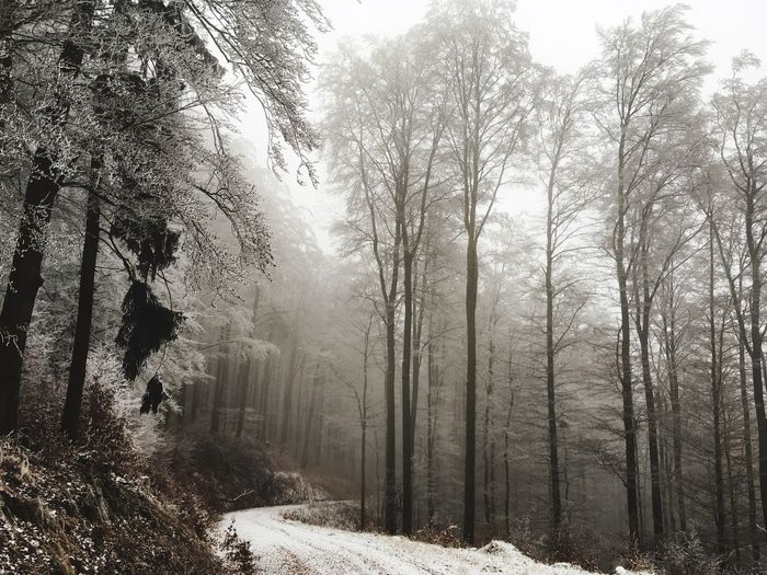 Trees on landscape against sky during winter