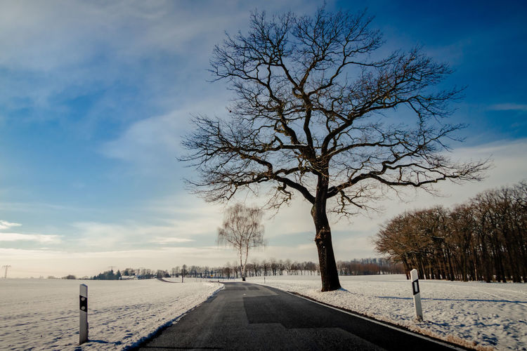 Bare tree by road against sky during winter