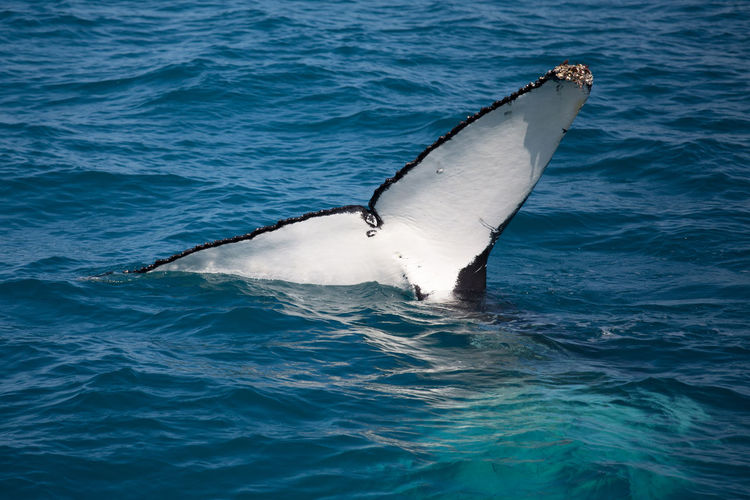 Close-up of whale swimming in sea