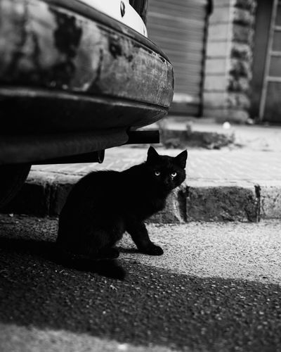 Portrait of black cat sitting under car