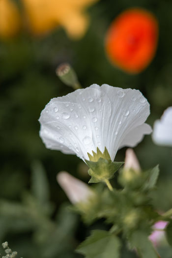 Close-up of wet flowering plant