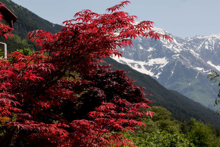 Low angle view of red flowering tree against sky
