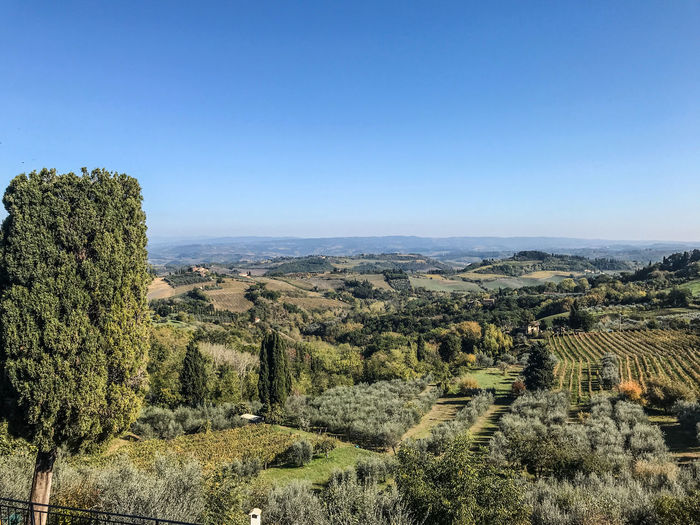 Panoramic shot of trees on field against clear blue sky