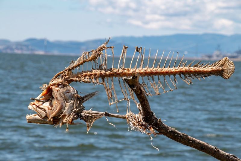 Close-up of fish skeleton against a body of water 