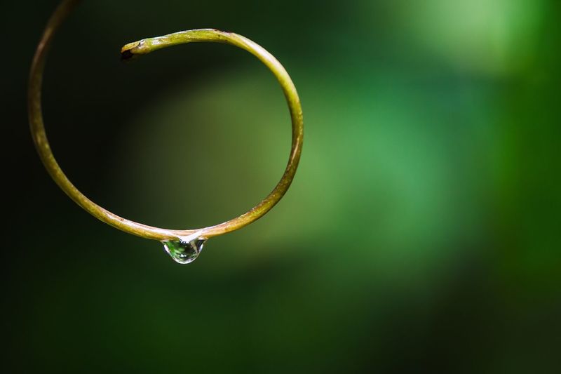 Close-up of water drop on leaf
