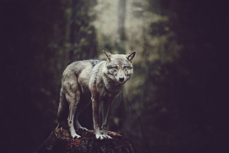Portrait of wolf on tree stump in forest