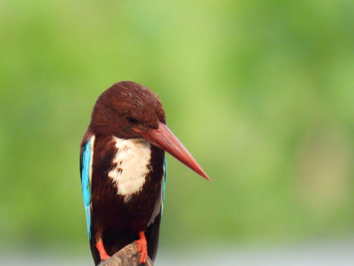 bird