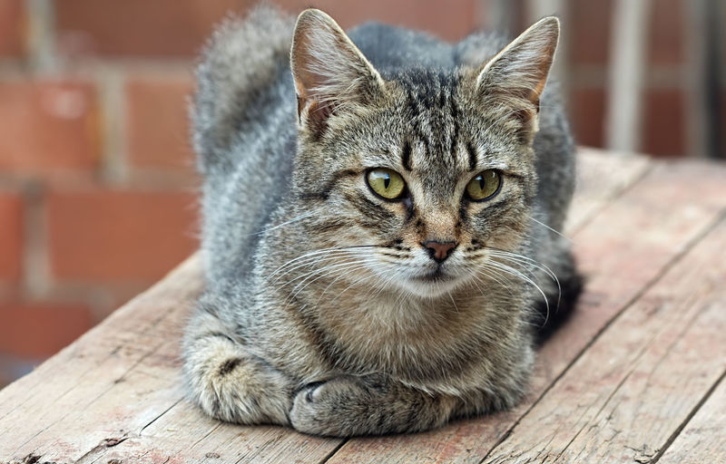 Portrait of tabby cat on wood