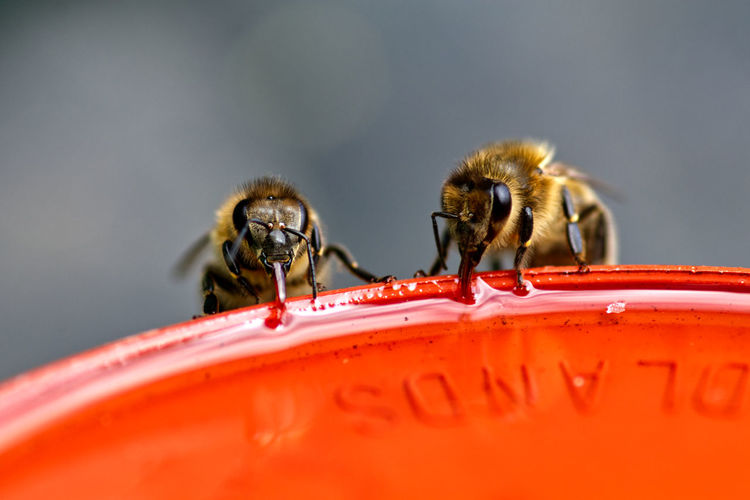 Close-up of honey bees on red pot