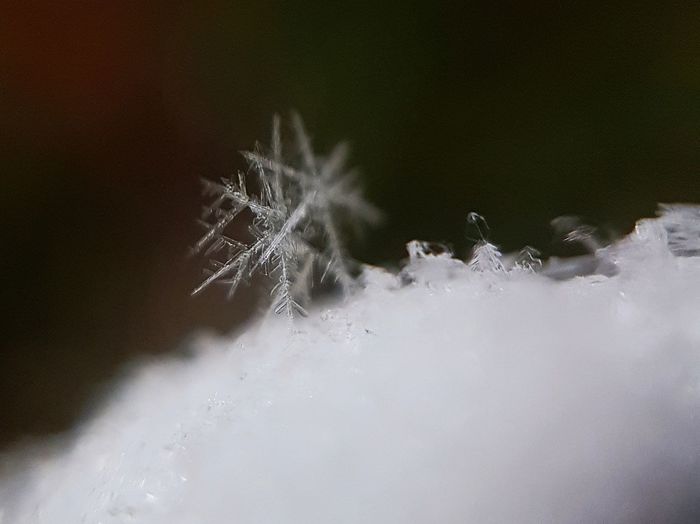 Close-up of dandelion plant during winter