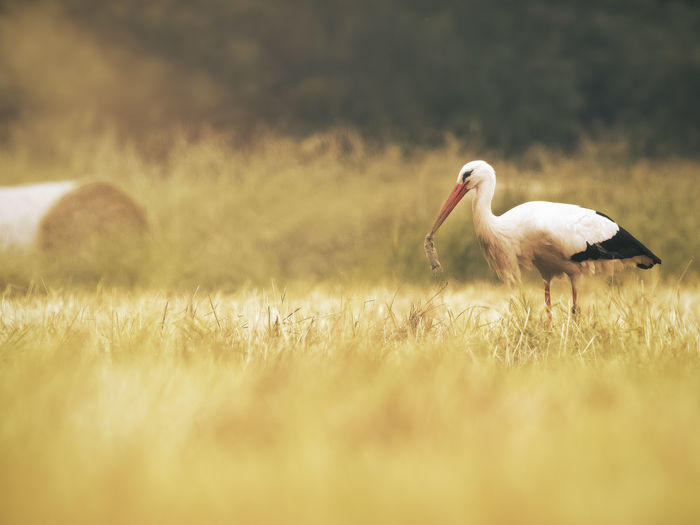 Side view of a stork on field