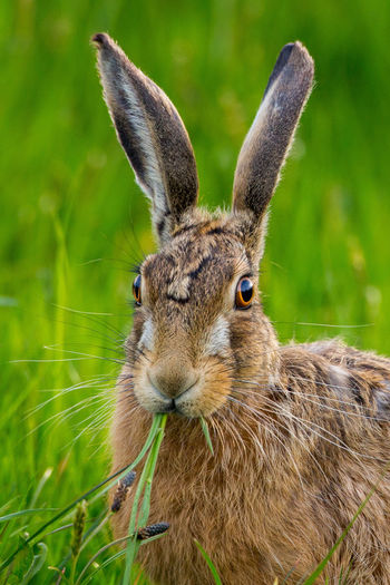 Close-up of hare on grassy field