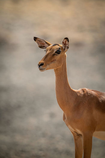 Close-up of female common impala in sunshine