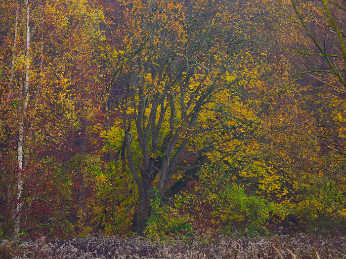 Trees in forest during autumn