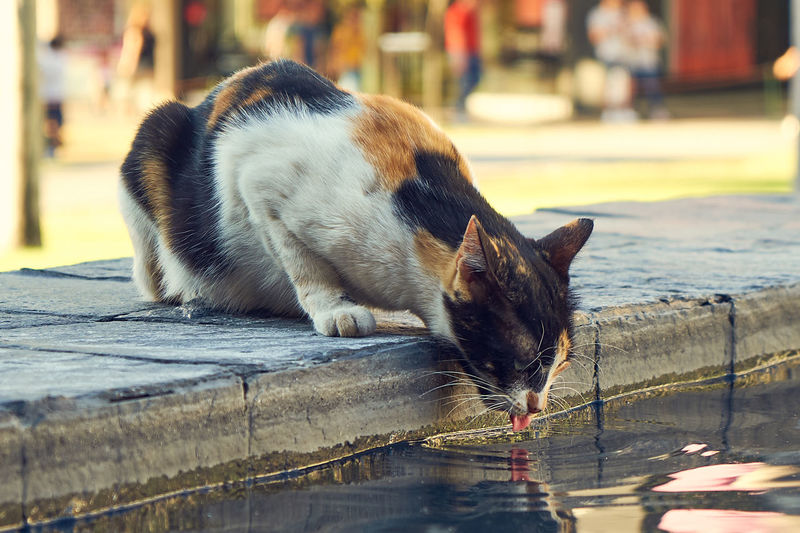 Close-up of a cat drinking water on street